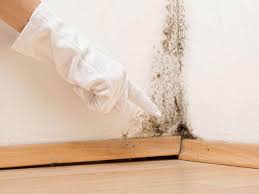 Why You Should Choose Our Mold Remediation Services in Desoto Lakes, FL